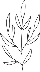 collection forest fern eucalyptus art foliage natural
leaves herbs inline style. Decorative beauty, elegant illustration 
Vector flower Botanical