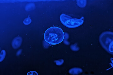 Shooting macro Jellyfish Aurelia Aurita underwater