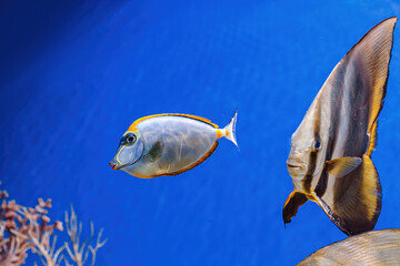 Fototapeta na wymiar Underwater shot of fish Acanthurus mata