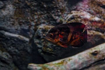 Underwater photography of Oscar fish (fish)