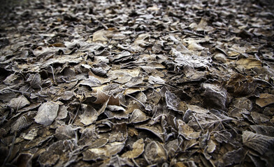 Frozen fallen leaf