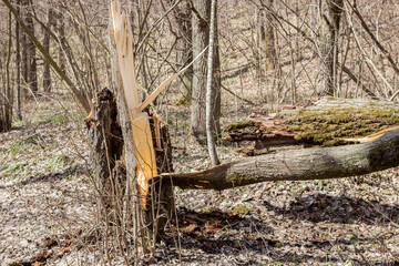 Broken tree after the hurricane in forest