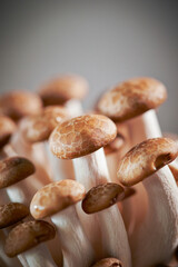 Beech mushroom,Close-up of Beech mushroom