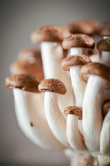 Beech mushroom on gray background	