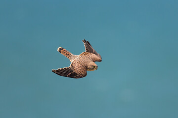 A Common Kestrel in flight on a sunny day in summer