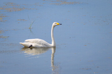 Fototapeta na wymiar A Whooper Swan swimming on a pond