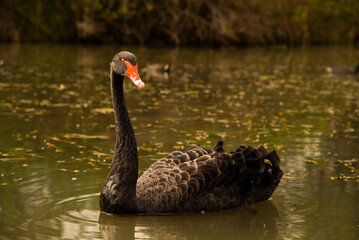 Obraz premium black swan on the lake