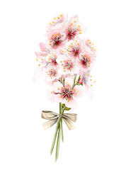 Almond flowers branches bouquet with gold ribbon bow. Watercolor white pink cherry blossom isolated on white background