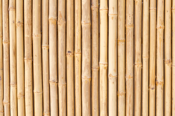Yellow bamboo texture. Dried bamboo wall or fence background