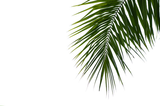 Beautiful green coconut leaf isolated on white background with clipping path for design elements,