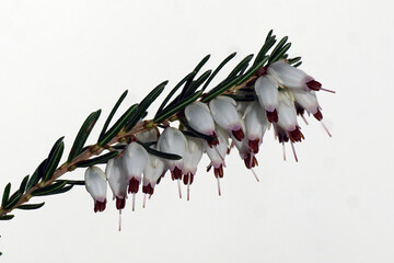 Close up white flowers of Winter heath, Winter Flowering Heather or Spring heath (Erica carnea). White background. End of the winter. March, Netherlands 