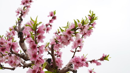 Almond gardens, Almond orchard in bloom. Blossoming trees in Israel