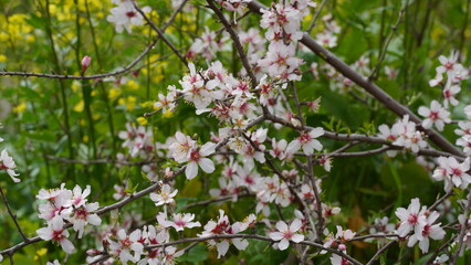 Almond gardens, Almond orchard in bloom. Blossoming trees in Israel