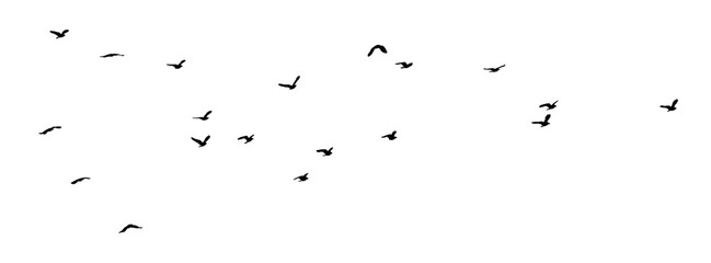 png flock birds on clear background
