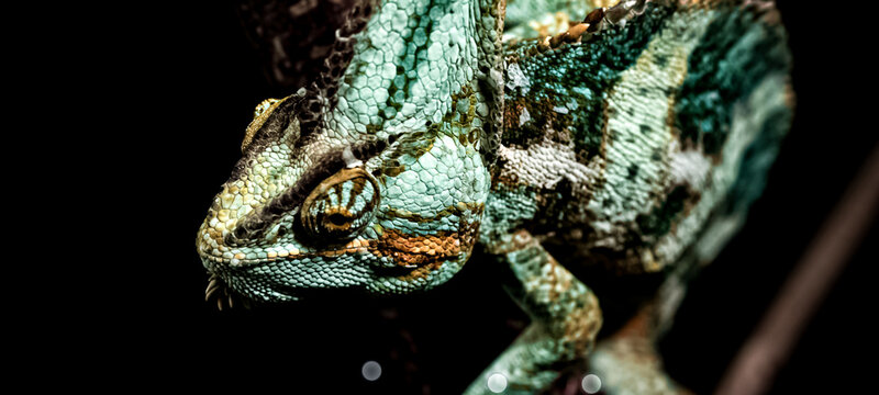 close up of a lizard