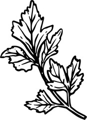 Thai herbs doodle elements with black and white outline