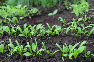 Young spinach sprouts in the ground, growing natural organic greens, lettuce, farm