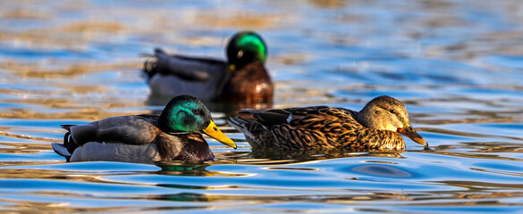 male mallard duck swimming on the lake
