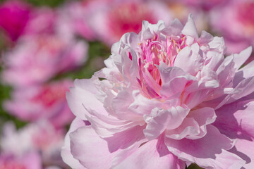 pink peony flower in a garden