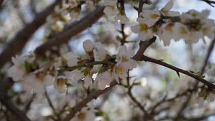 Almond gardens, Almond orchard in bloom. Blossoming trees in Israel