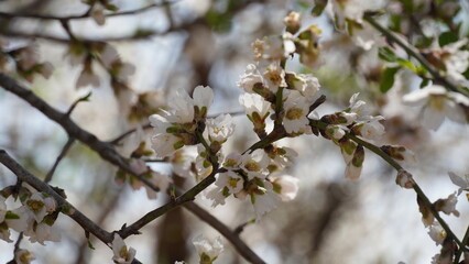 Obraz premium Almond gardens, Almond orchard in bloom. Blossoming trees in Israel