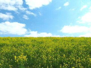 Obraz premium 菜の花満開の春の江戸川土手と青空風景