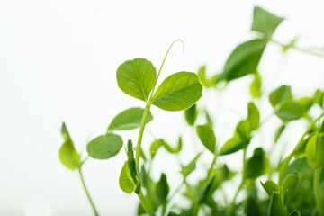 豆苗　　白バック