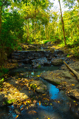 Journey Through the Tropical Forest Trail