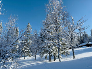 Winter landscape of north Sweden