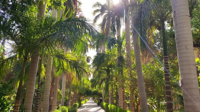 Botanical Garden in Aswan, Egypt, Kitchener Island