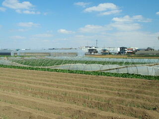 Fototapeta na wymiar 春の郊外のネギ畑とほうれん草畑風景