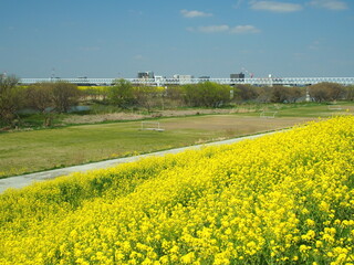 菜の花咲く江戸川土手から見る江戸川河川敷のサッカー場風景