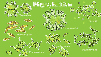 Phytoplankton are photosynthesizing microscopic protists and bacteria that inhabit the upper sunlit layer of marine and fresh water bodies of water on Earth.