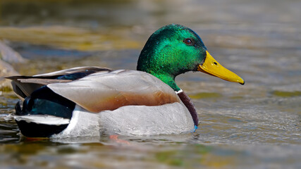 Obraz premium male mallard duck swimming on the water