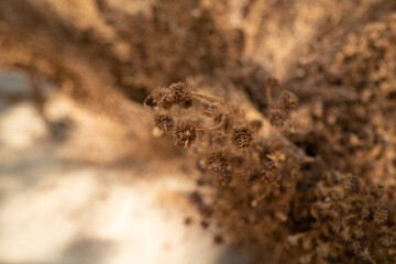 Dried Brown Stevia Flower closeup background