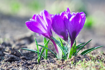 Beautiful early spring flowers of purple crocuses bloom in the garden