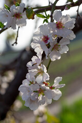 Fototapeta premium Blooming almond. Amygdalus communis. Almond orchard. Close-up. neighborhood of Latrun. Israel