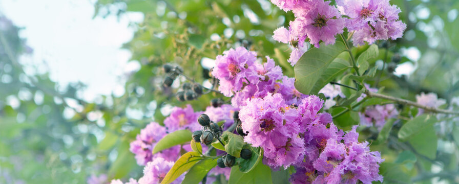 banaba tree flowers from southeast asia close up