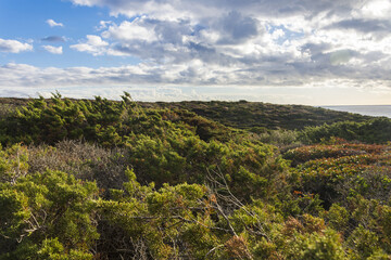 Maquis landscape in Corsica near Bonifacio during a windy summer