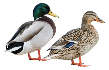 Male and female Mallard Duck (Anas platyrhynchos), PNG, isolated on  transparent background