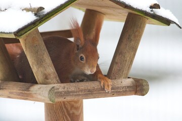 Ein rotes Eichhörnchen sitzt im Winter in einem Futterhaus mit Schnee, sciurus vulgaris - obrazy, fototapety, plakaty
