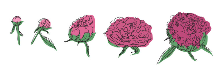 vector illustration, linear drawing of a realistic sketch of a peony flower with a color flat spot, a set of several colors. isolated on a white background.