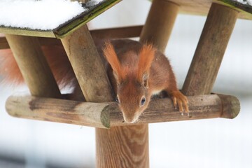 Ein neugieriges rotes Eichhörnchen im Winter in einem Futterhaus mit Schnee, sciurus vulgaris