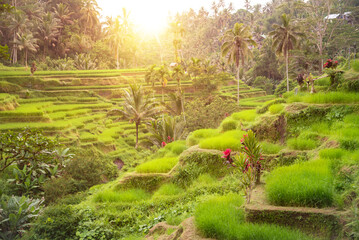 Lush rice fields plantation on Bali island, Indonesia