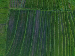 aerial view beautiful morning view from Indonesia about mountain and forest