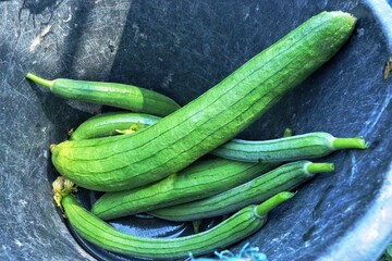 Fresh sponge gourd in the black plastic bucket.