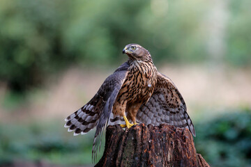 Juvenile Northern Goshawk searching for food in the forest of Noord Brabant in the Netherlands