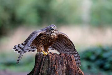 Juvenile Northern Goshawk searching for food in the forest of Noord Brabant in the Netherlands