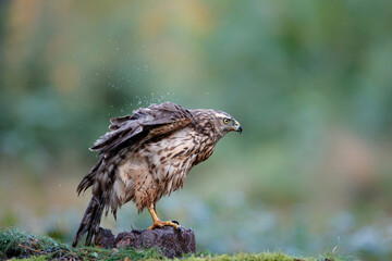Juvenile Northern Goshawk searching for food in the forest of Noord Brabant in the Netherlands