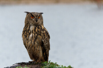 Eurasian Eagle-Owl (Bubo bubo) sitting in Gelderland  in the Netherlands    